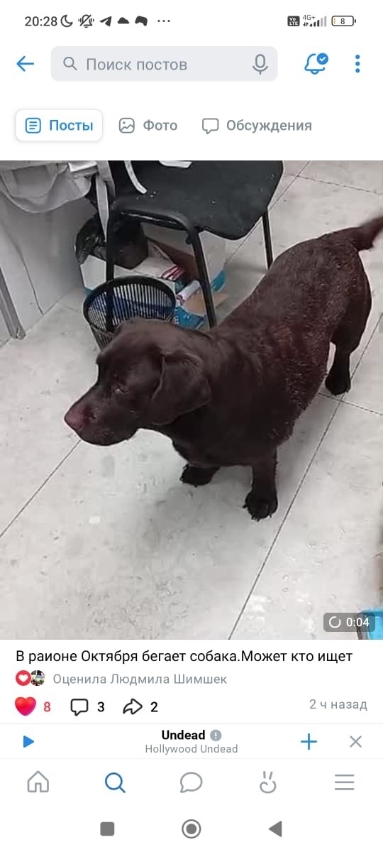 Найдена собака в Липецке — фото объявления