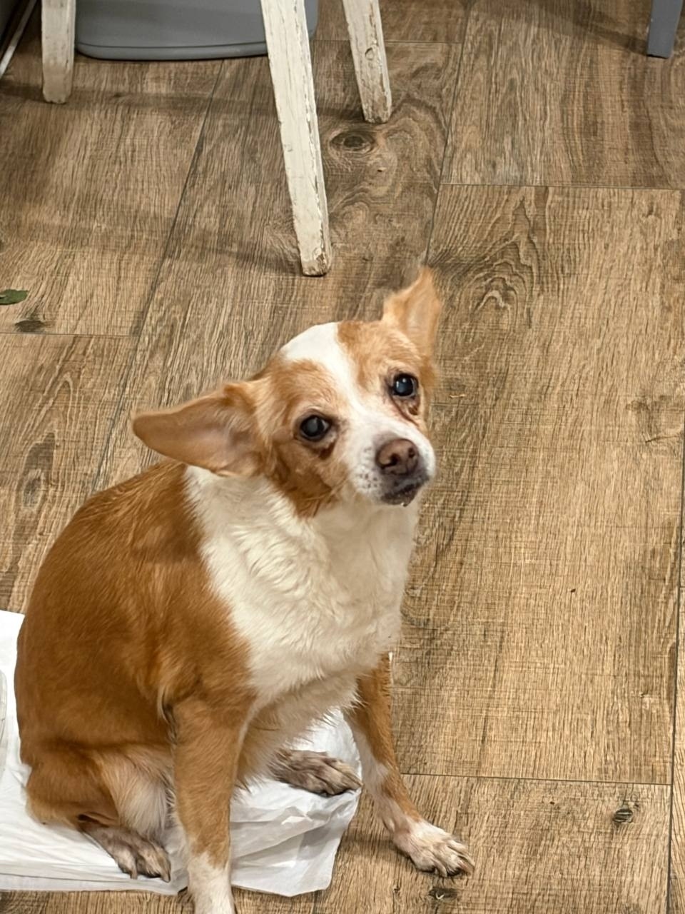 Найдена собака в Липецке — фото объявления