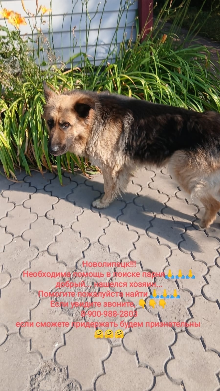 Найдена собака в Липецке — фото объявления