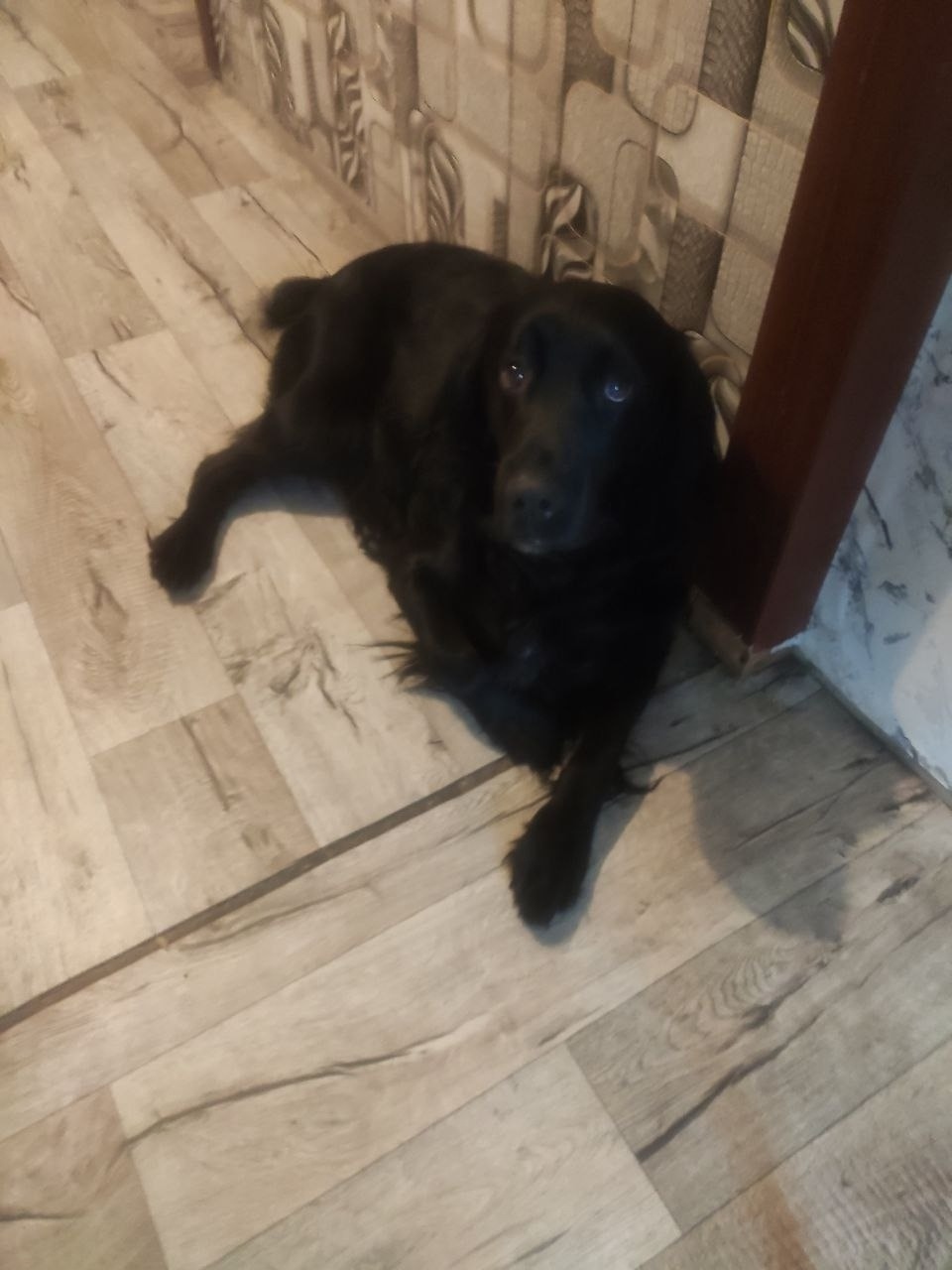 Пропала собака в Липецке — фото объявления