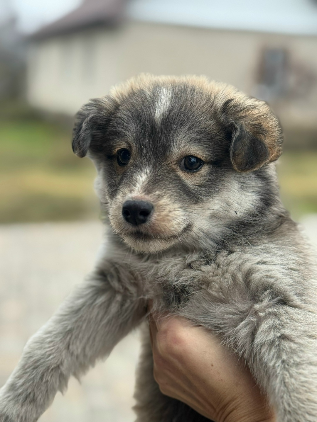 Найдена собака в Липецке — фото объявления