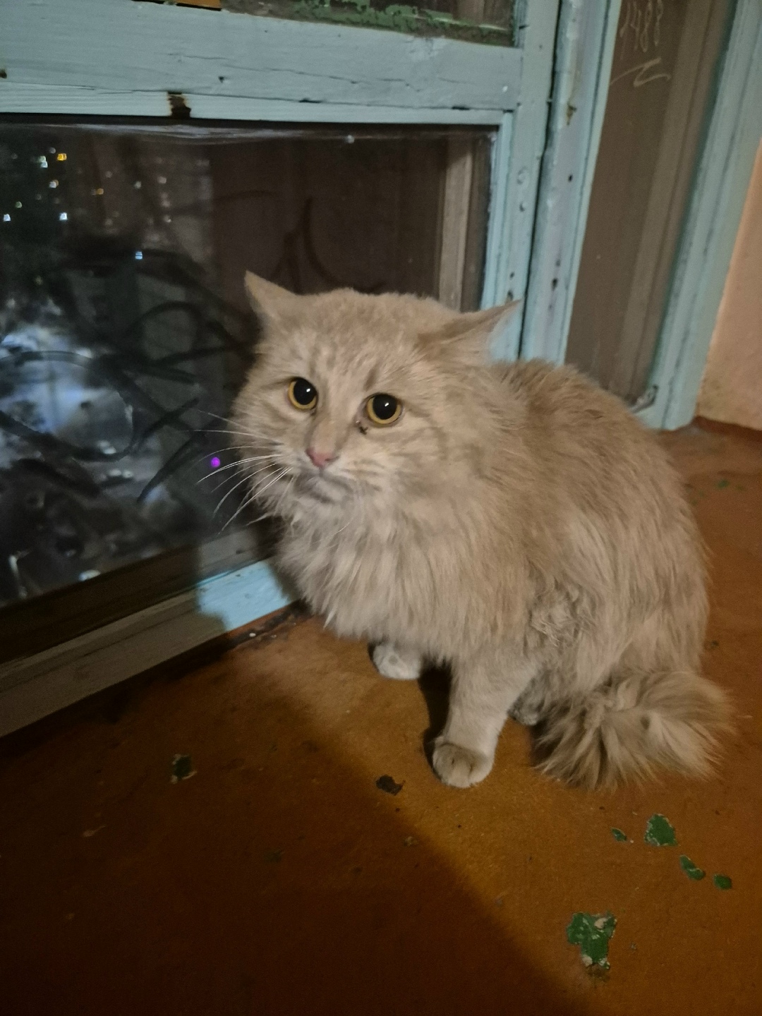 Найдена кошка в Липецке — фото объявления