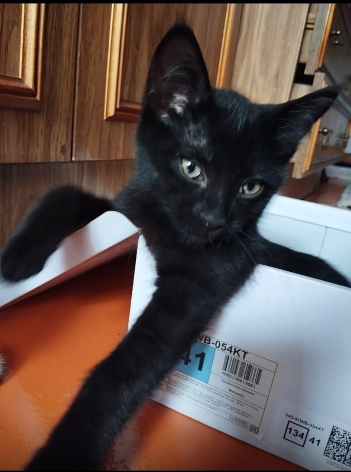 Найдена собака в Липецке — фото объявления