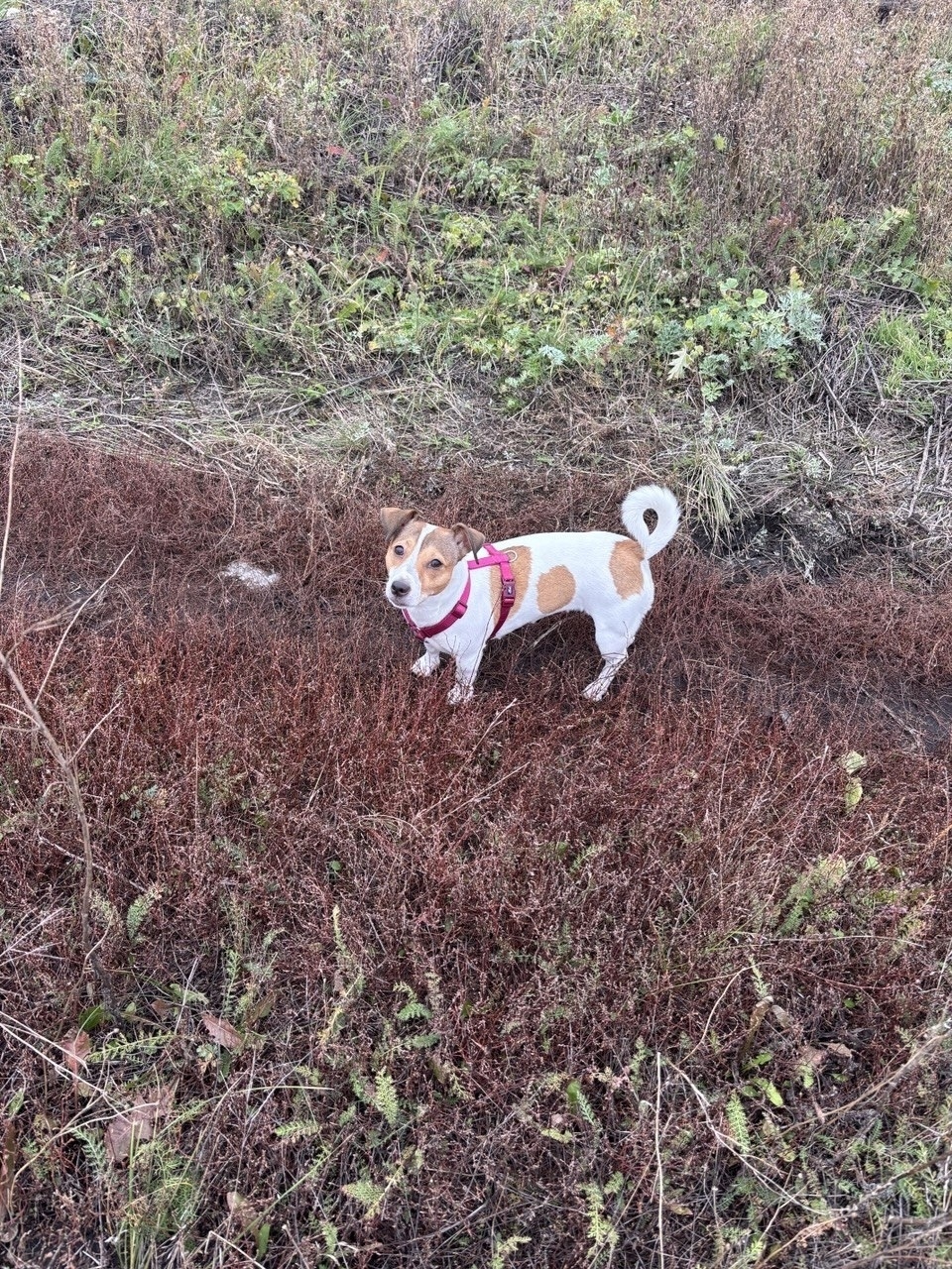 Пропала собака в Липецке — фото объявления
