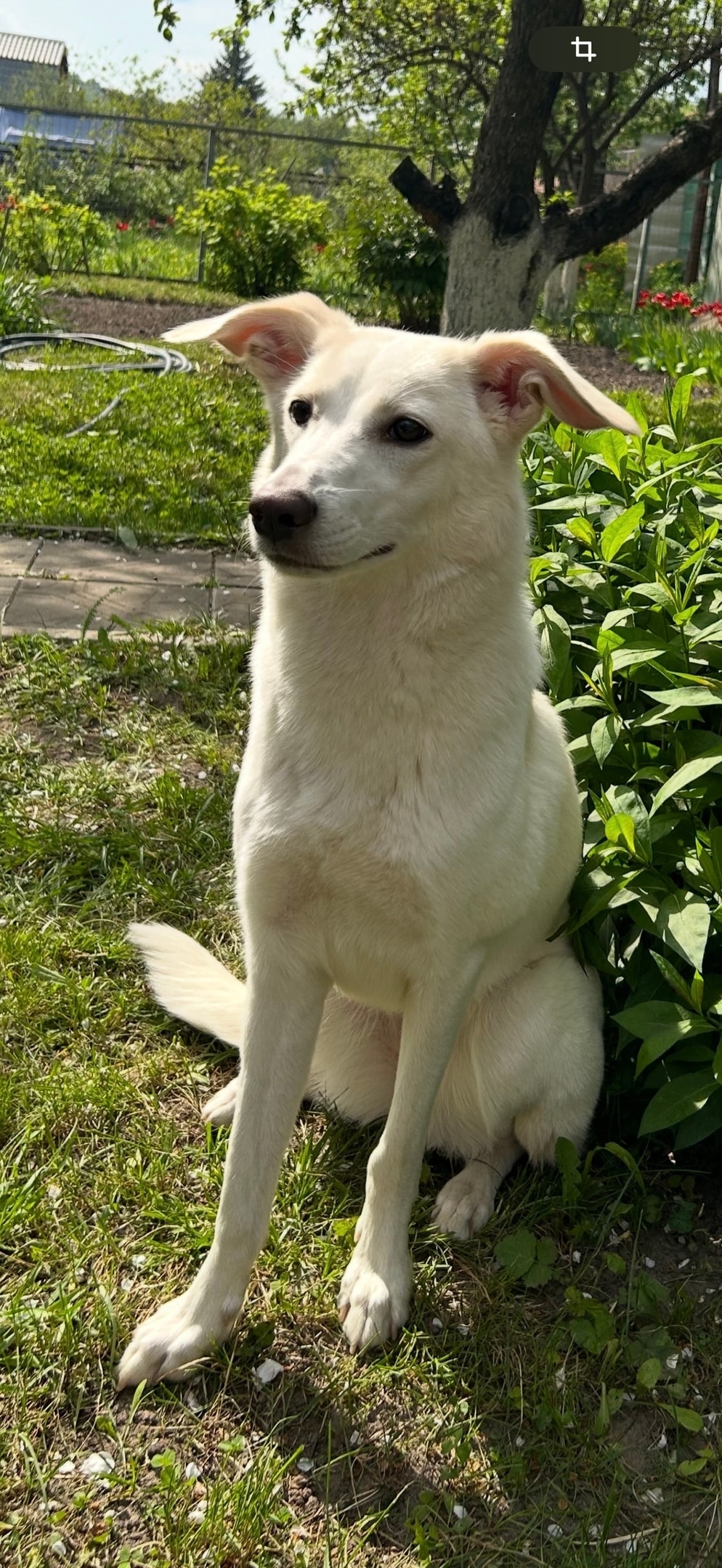 Пропала собака в Липецке — фото объявления