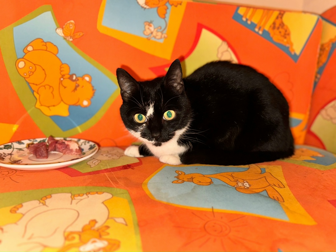 Найдена кошка в Липецке — фото объявления