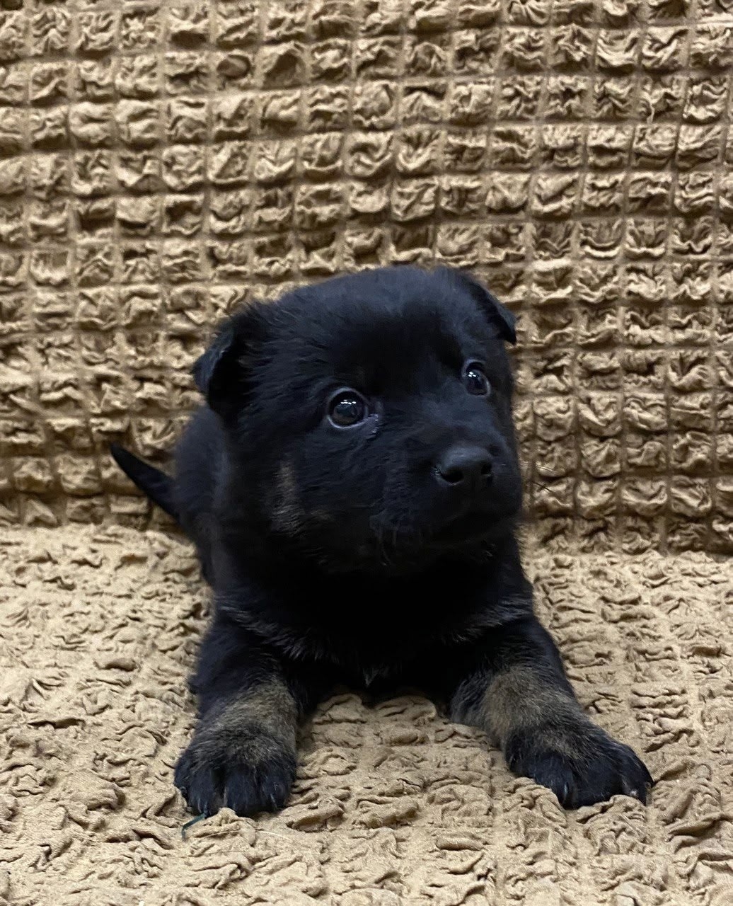 Найдена собака в Липецке — фото объявления