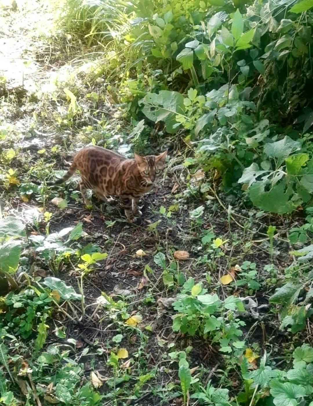 Найдена собака в Липецке — фото объявления