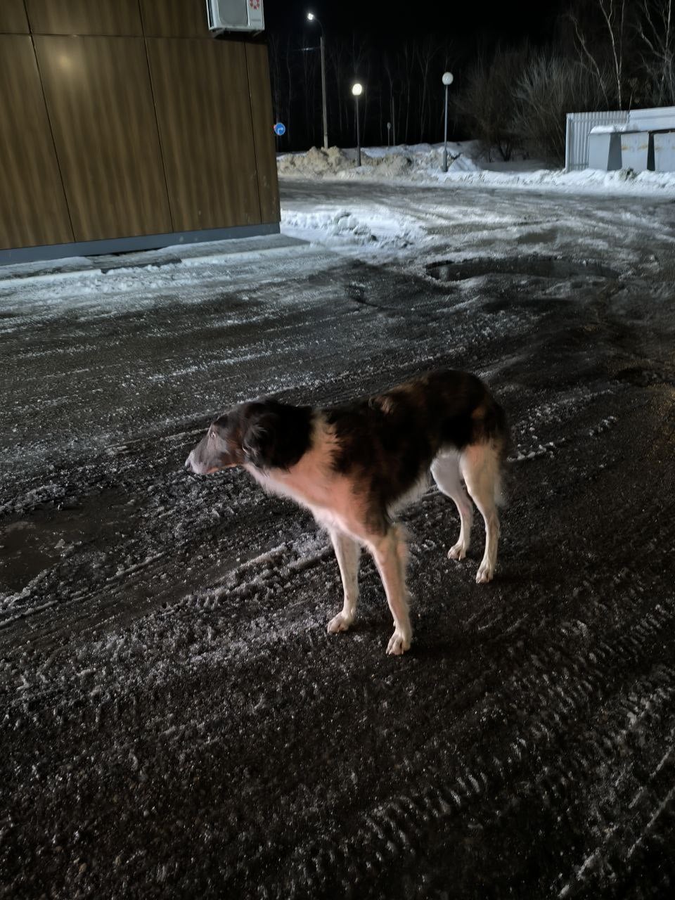 Пропала собака в Липецке — фото объявления