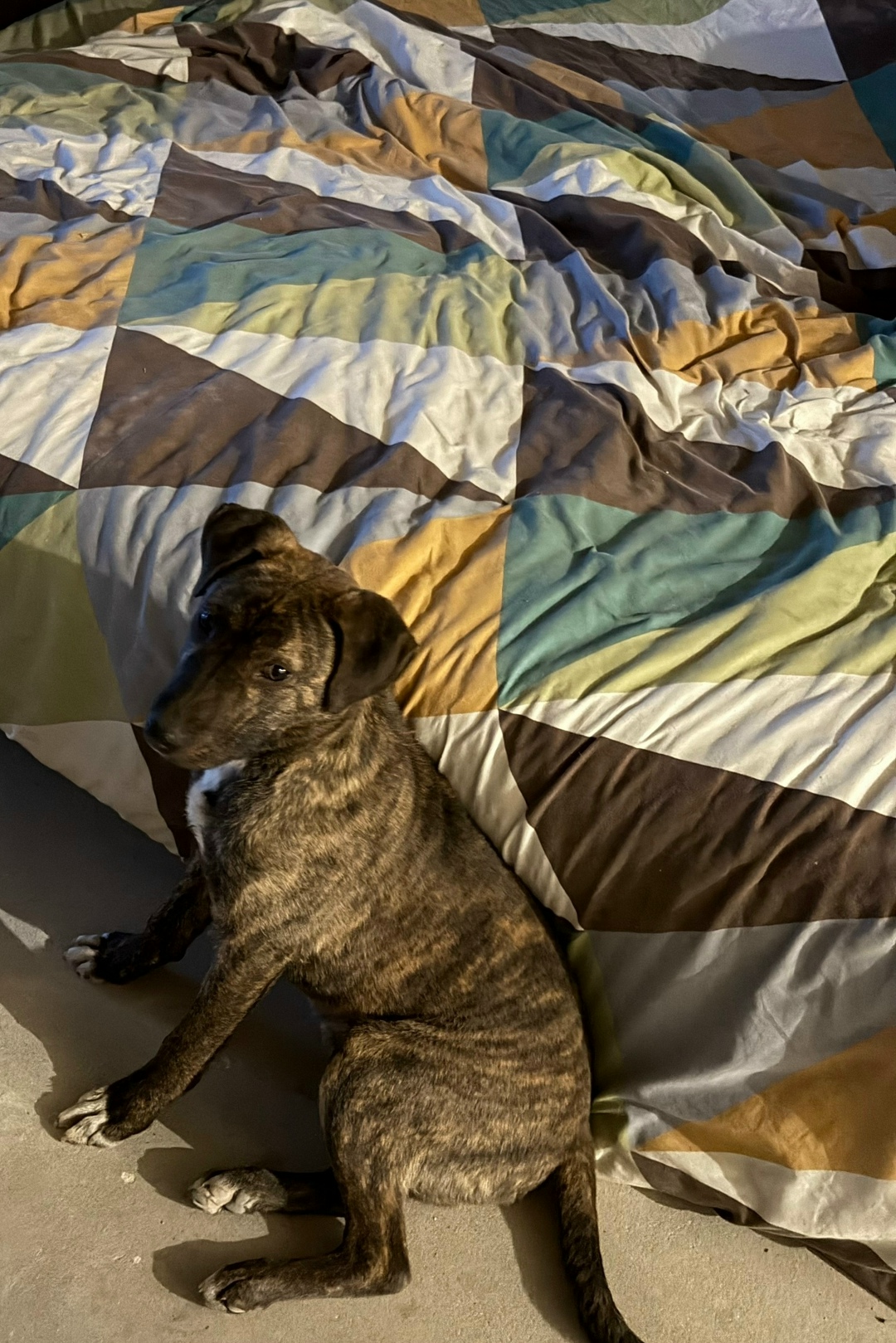 Найдена собака в Липецке — фото объявления