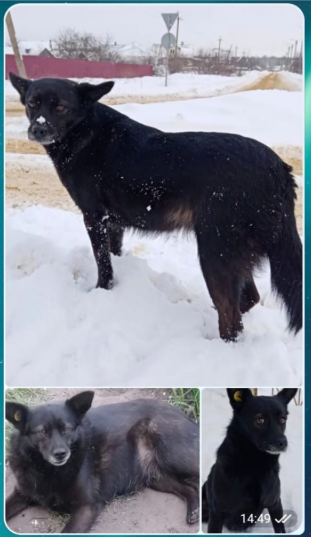 Пропала собака в Липецке — фото объявления