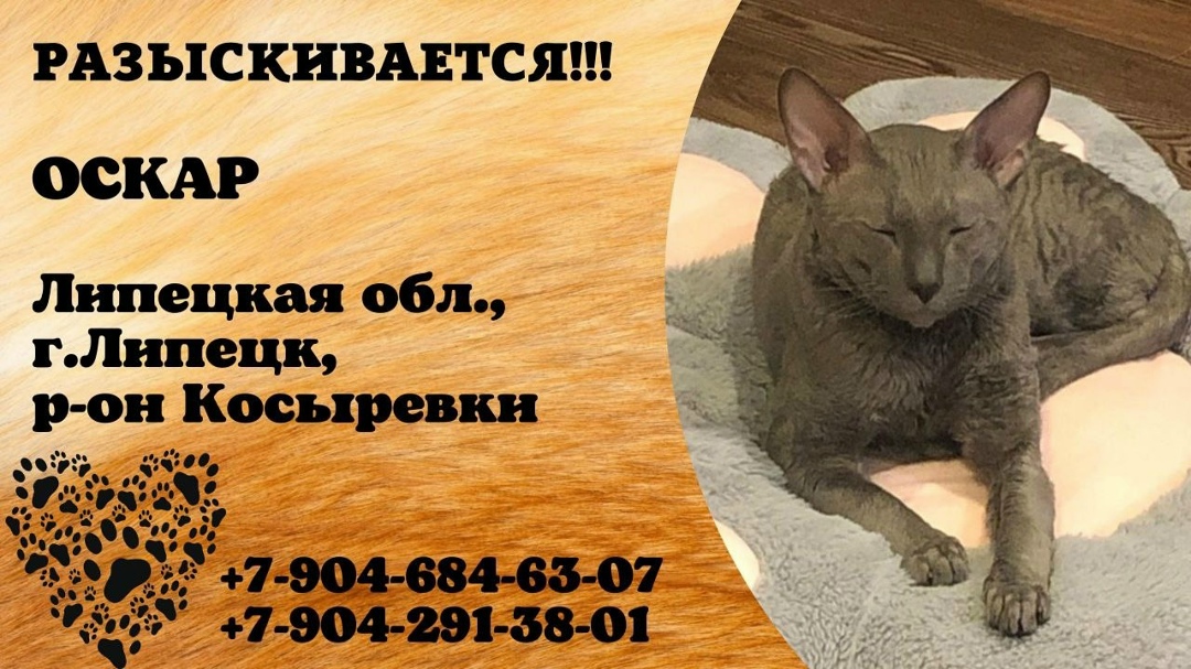 Найдена собака в Липецке — фото объявления