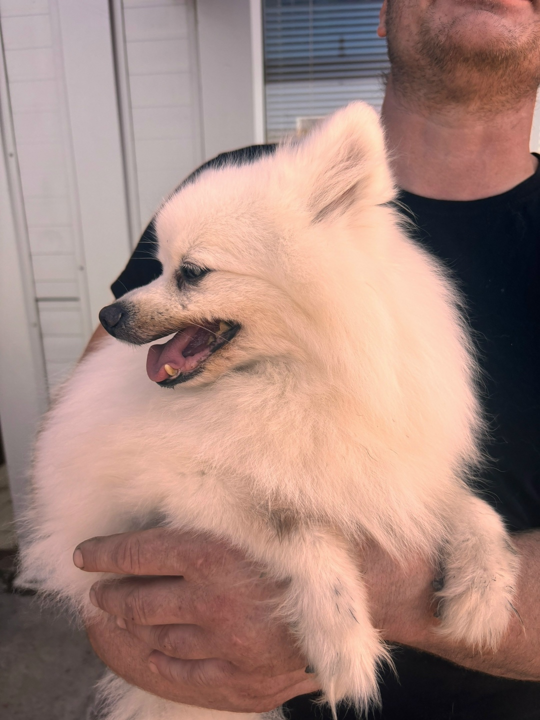 Найдена собака в Липецке — фото объявления