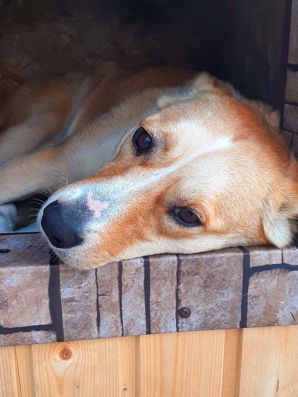 Пропала собака в Липецке — фото объявления