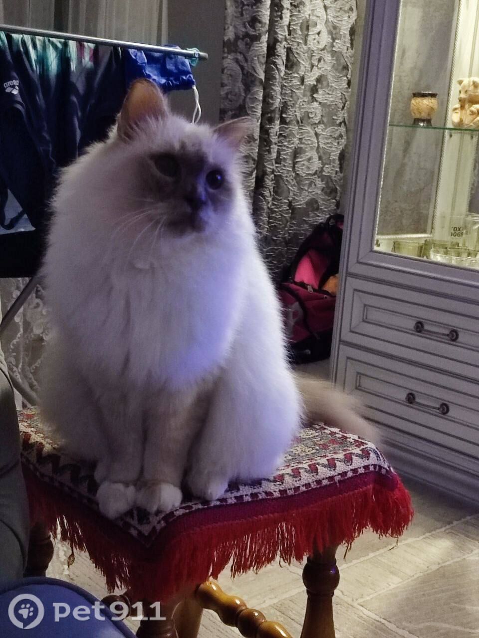 Пропала кошка в Липецке — фото объявления