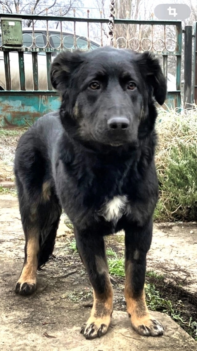 Найдена собака в Липецке — фото объявления