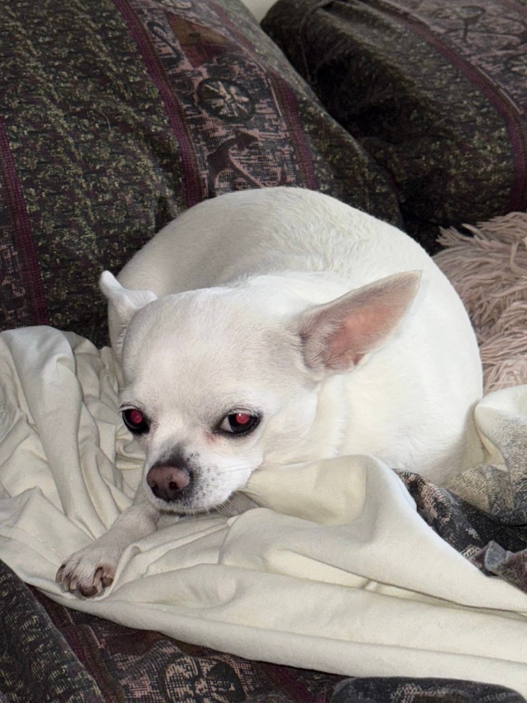 Пропала собака в Липецке — фото объявления