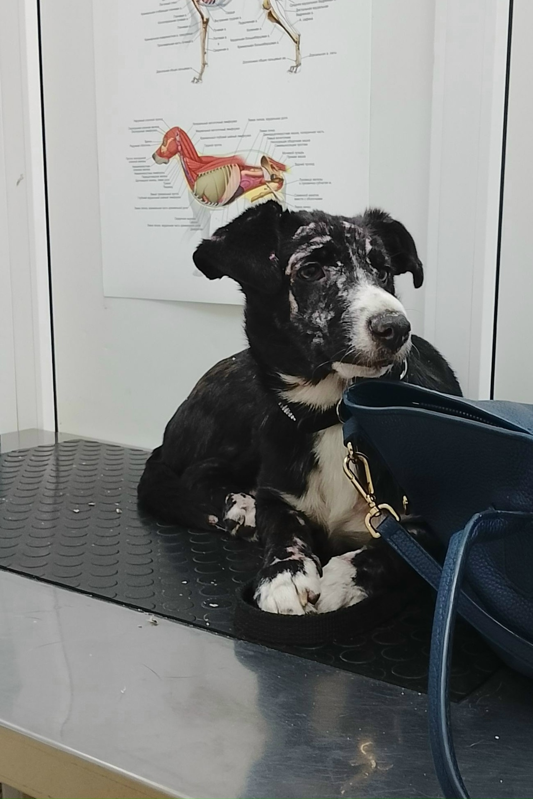 Найдена собака в Липецке — фото объявления