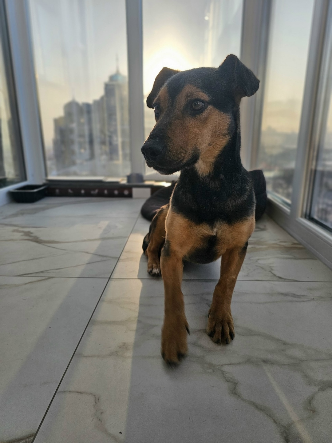 Найдена собака в Липецке — фото объявления