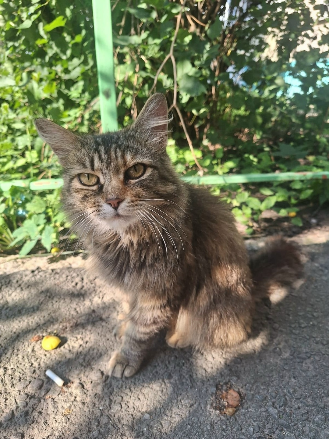 Найдена собака в Липецке — фото объявления