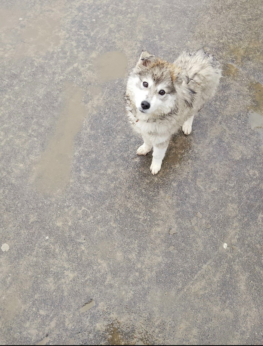 Пропала собака в Липецке — фото объявления