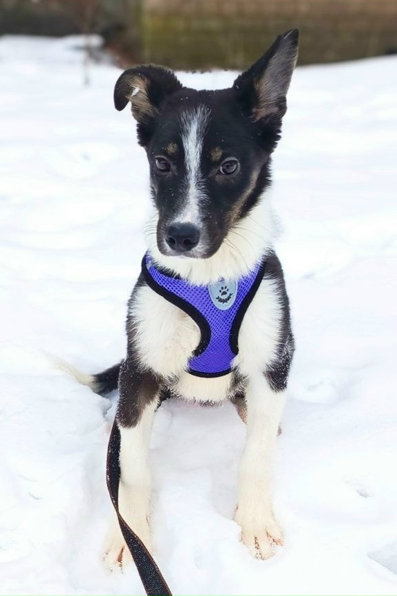 Найдена собака в Липецке — фото объявления