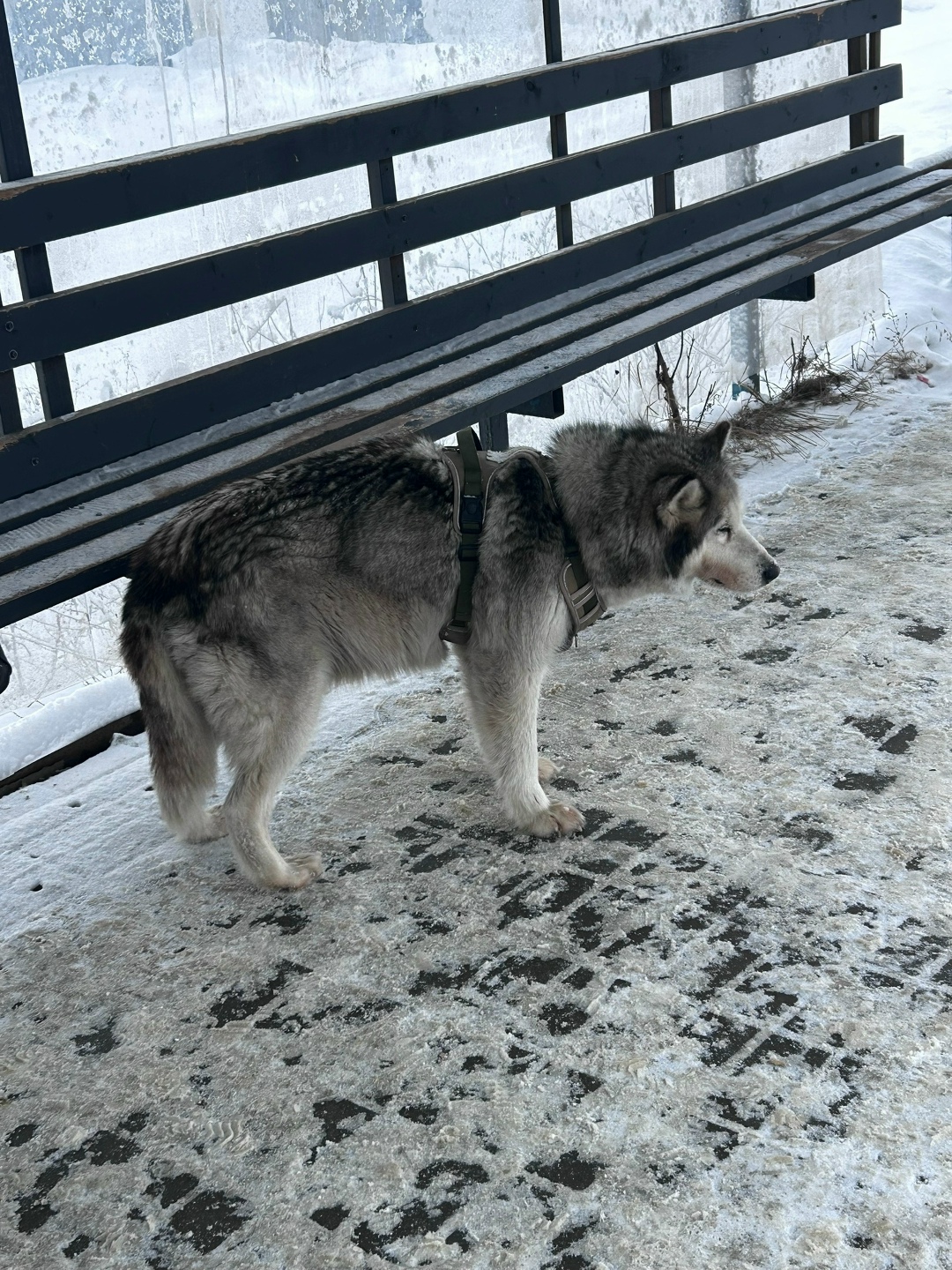 Пропала собака в Липецке — фото объявления