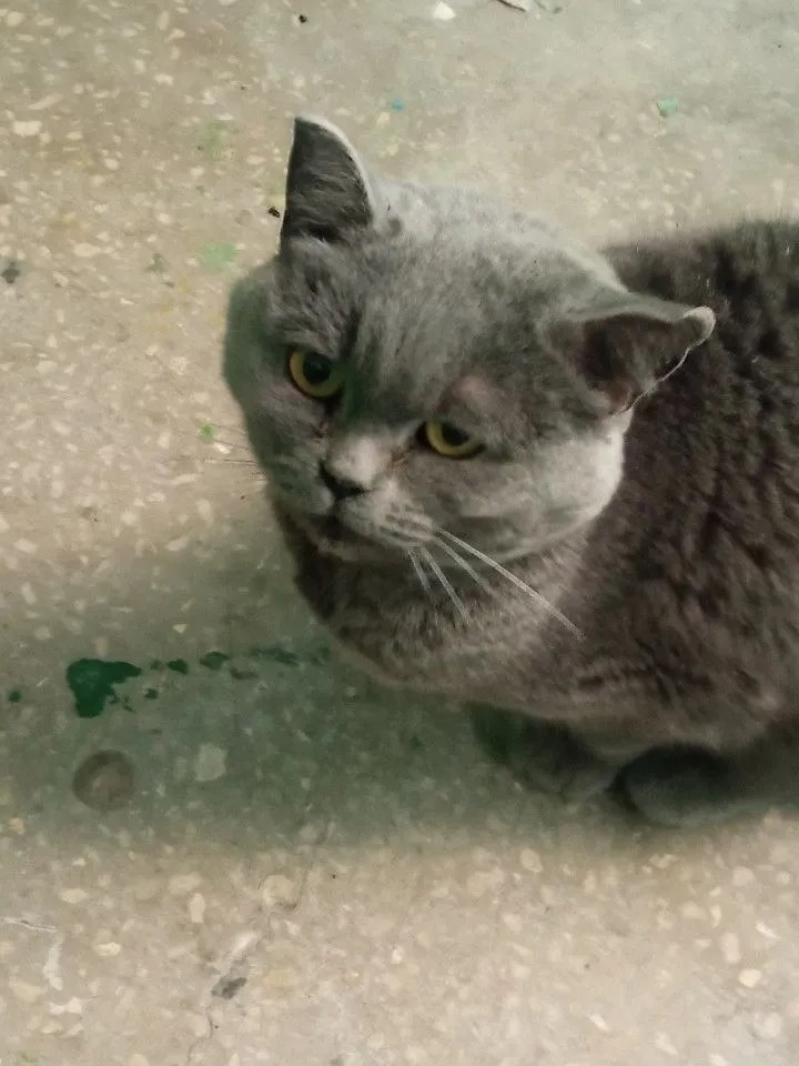 Найдена кошка в Липецке — фото объявления