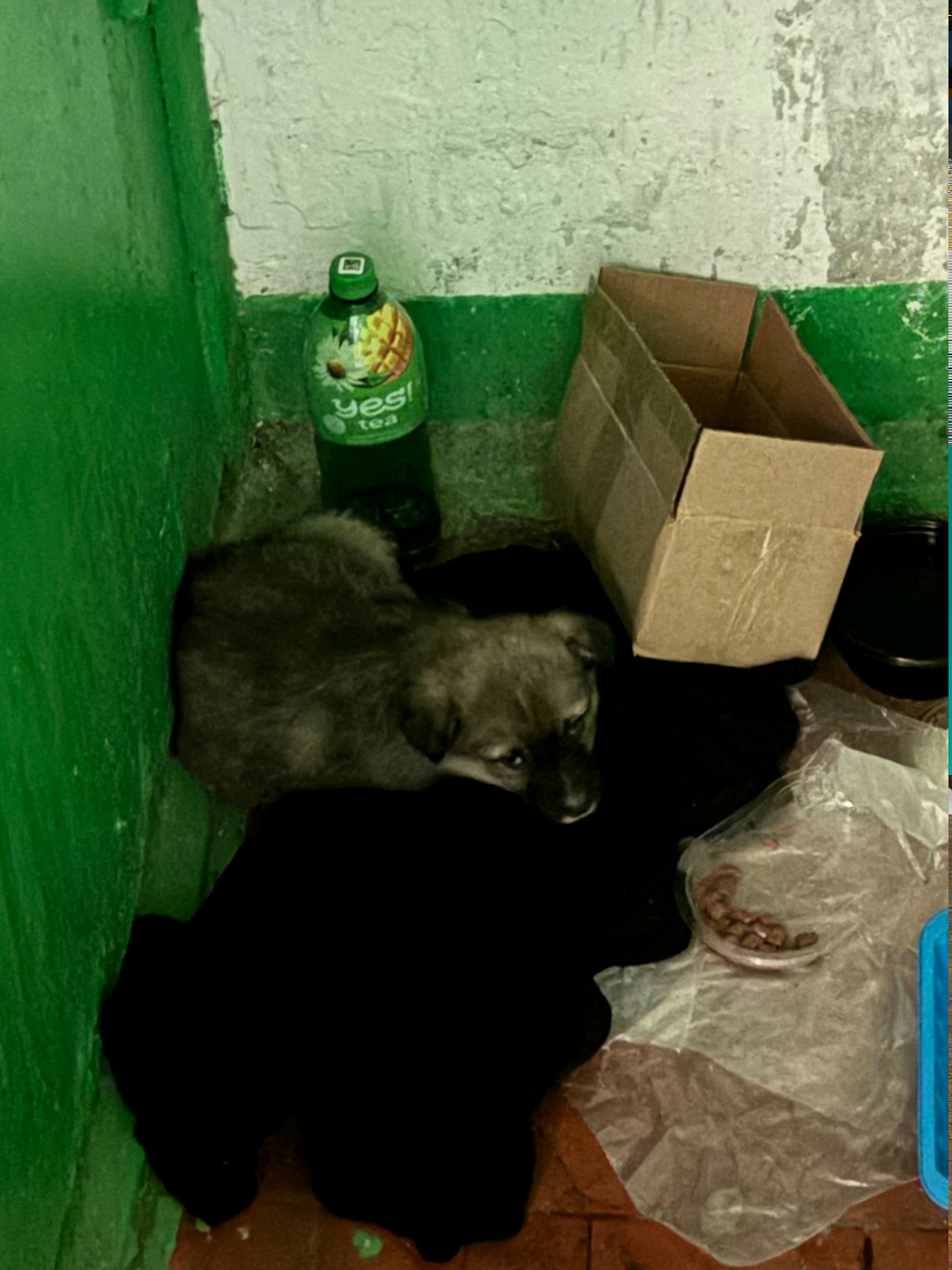 Найдена собака в Липецке — фото объявления