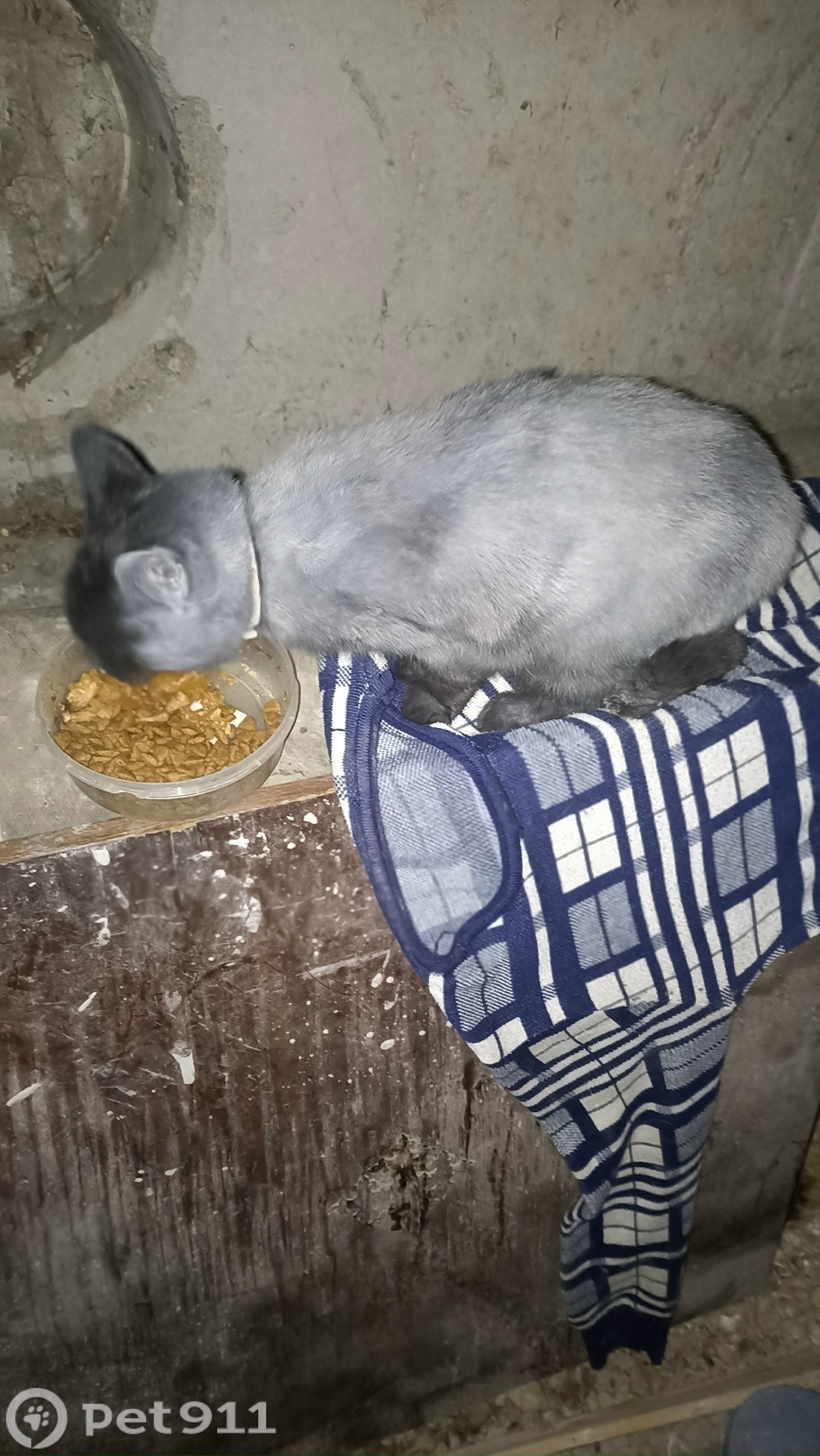 Найдена кошка в Липецке — фото объявления