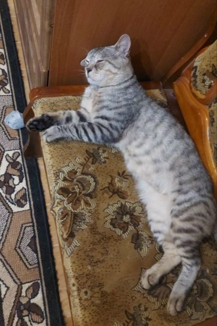 Пропала кошка в Липецке — фото объявления