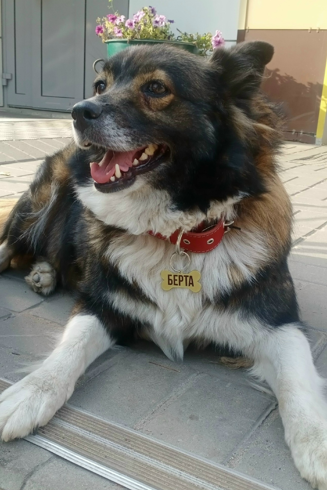 Пропала собака в Липецке — фото объявления