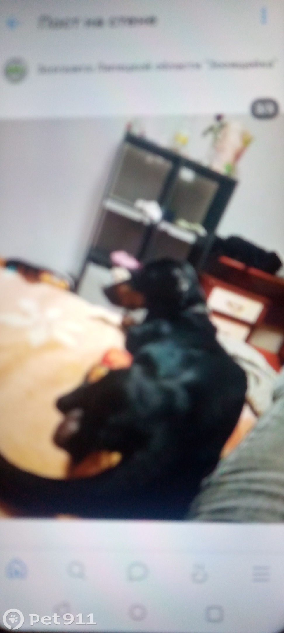 Пропала собака в Липецке — фото объявления