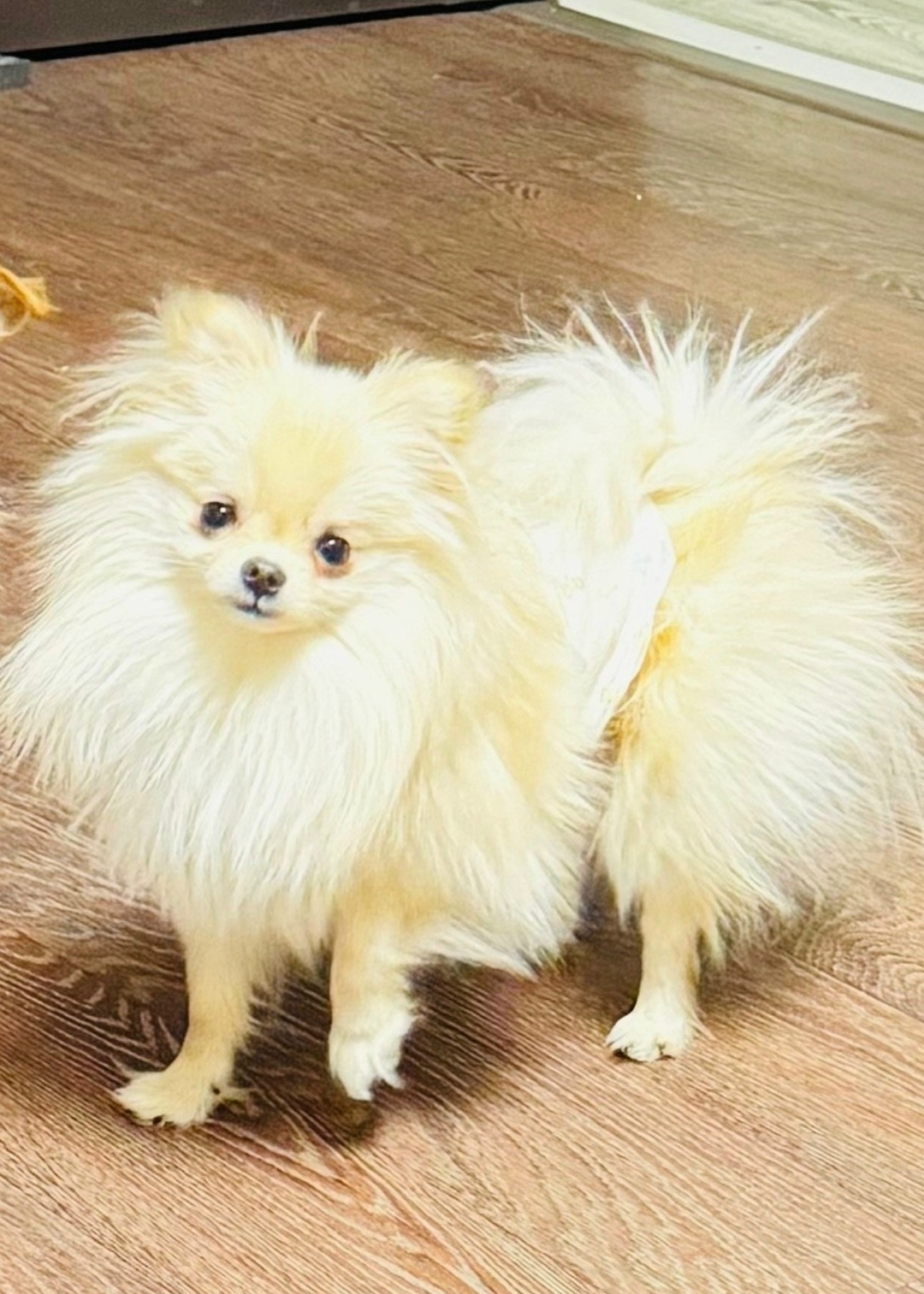 Пропала собака в Липецке — фото объявления