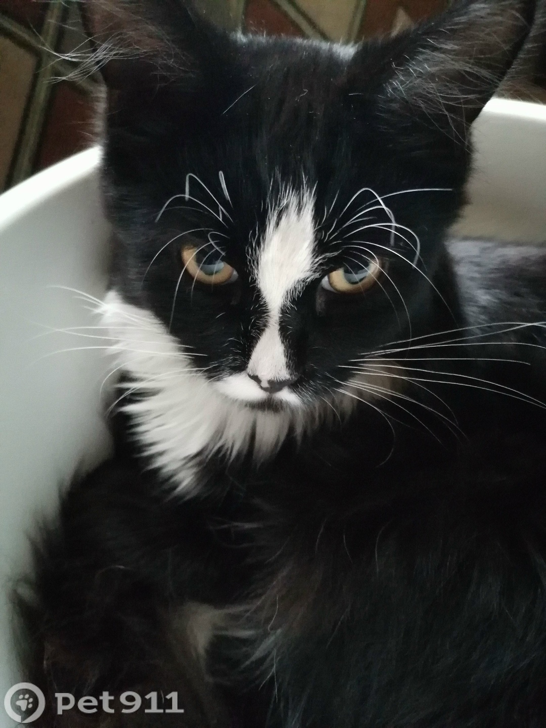 Пропала кошка в Липецке — фото объявления