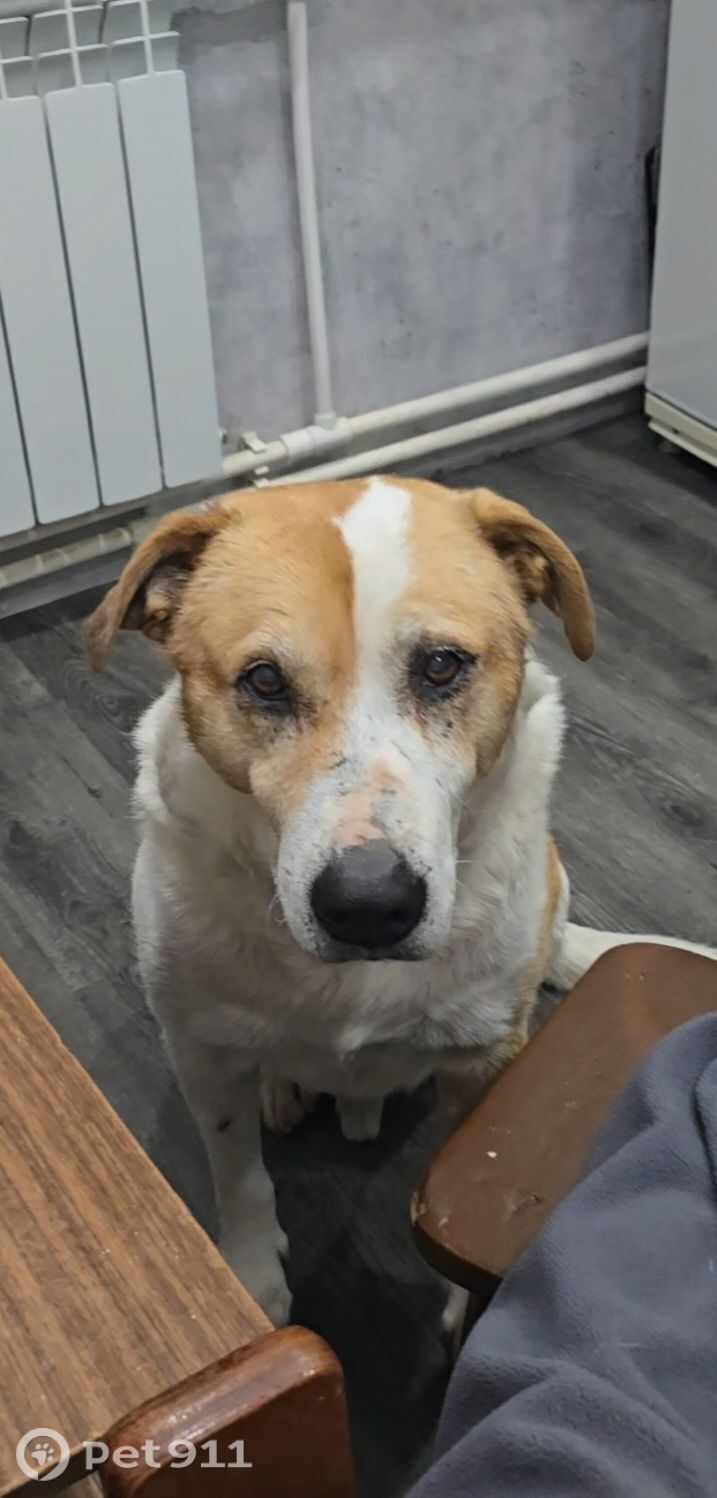 Пропала собака в Липецке — фото объявления