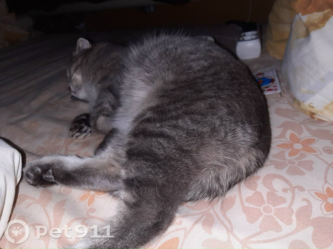 Пропала кошка в Липецке — фото объявления