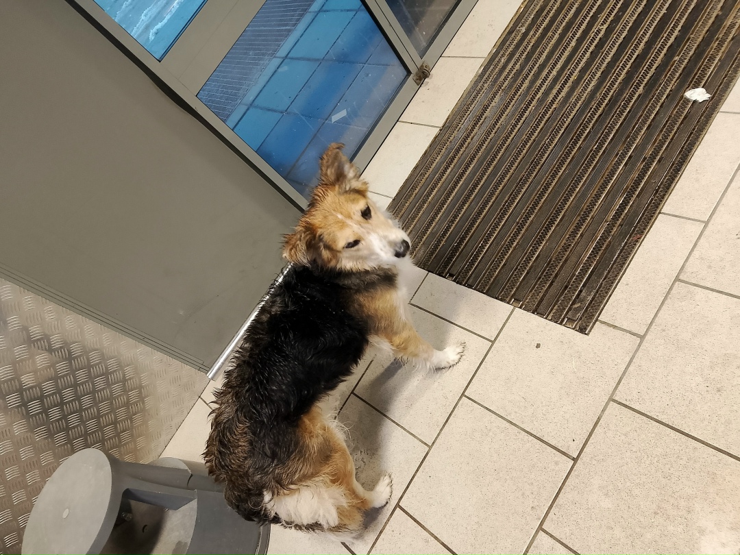 Пропала собака в Липецке — фото объявления