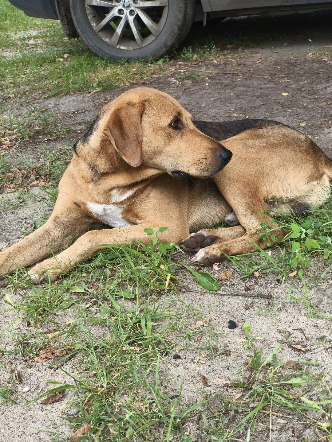 Найдена собака в Липецке — фото объявления