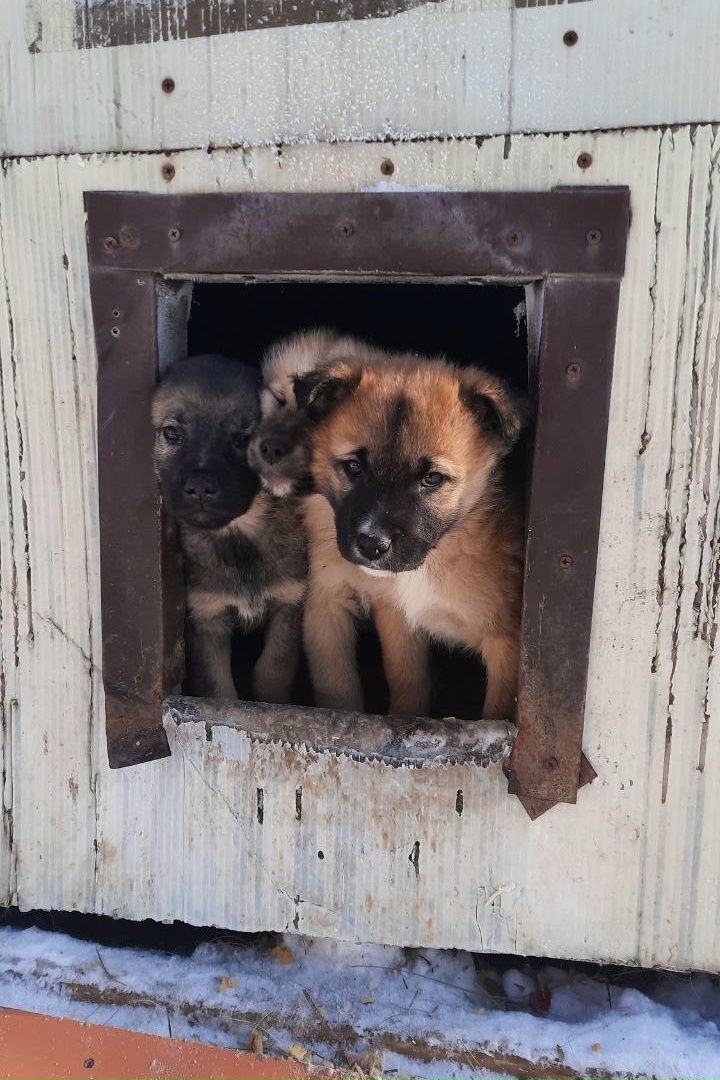 Пропала собака в Липецке — фото объявления