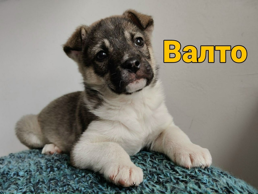 Найдена собака в Липецке — фото объявления