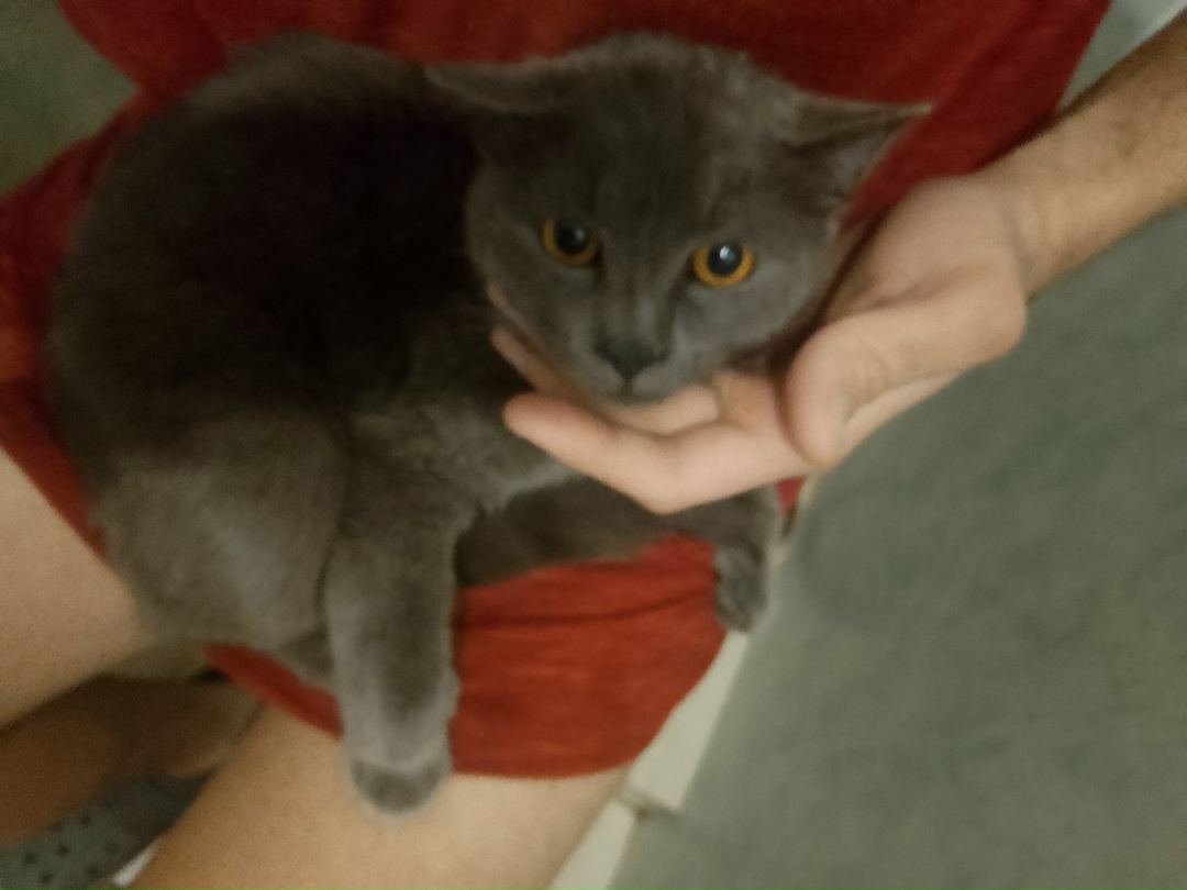 Найдена кошка в Липецке — фото объявления