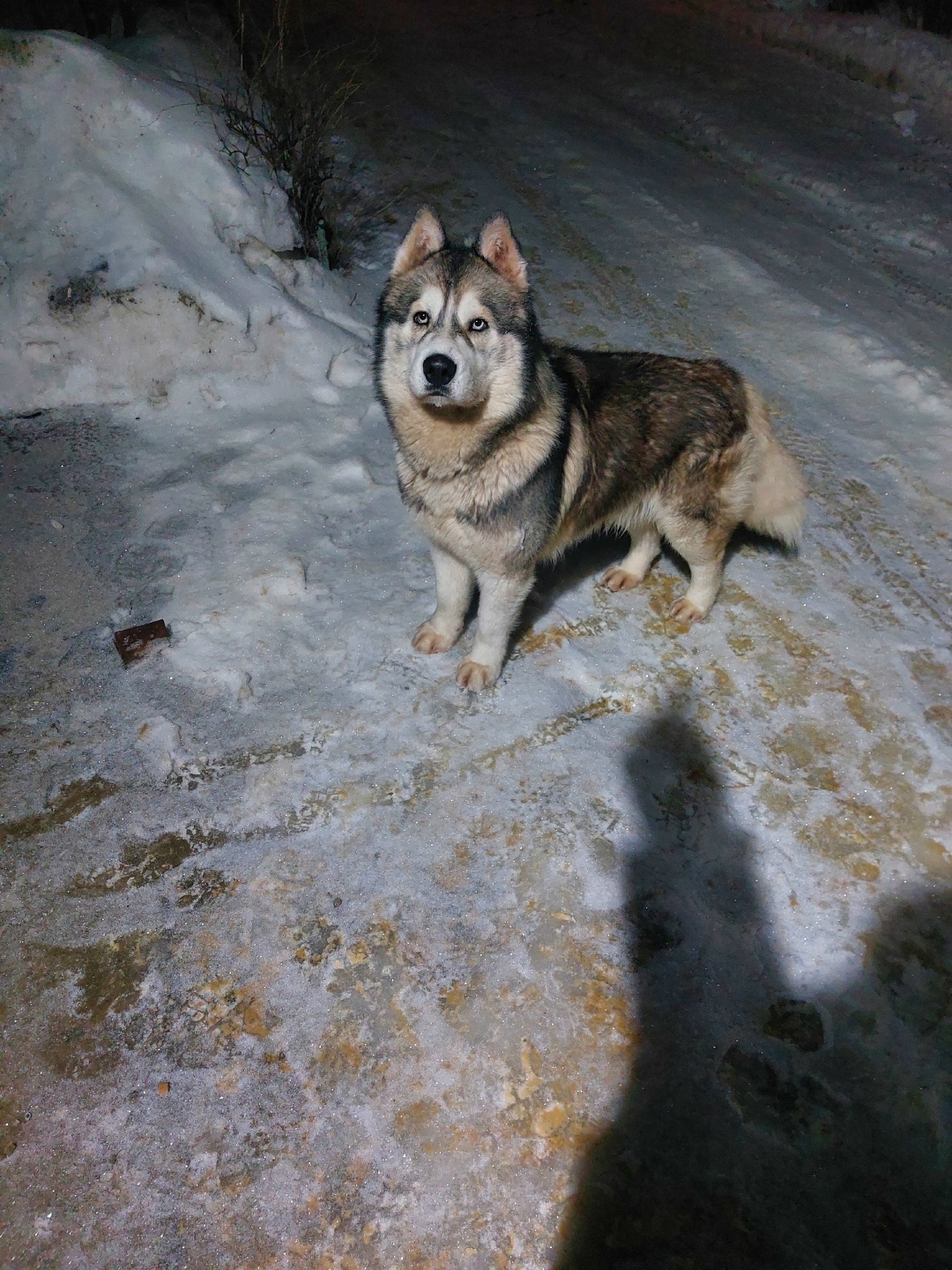 Пропала собака в Липецке — фото объявления