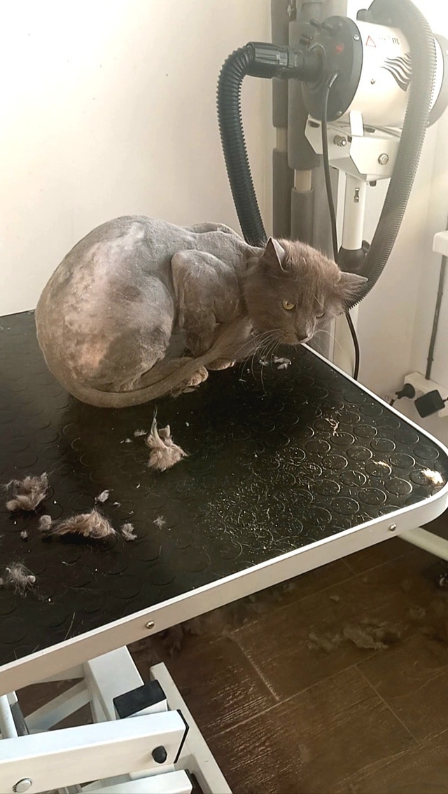 Найдена собака в Липецке — фото объявления