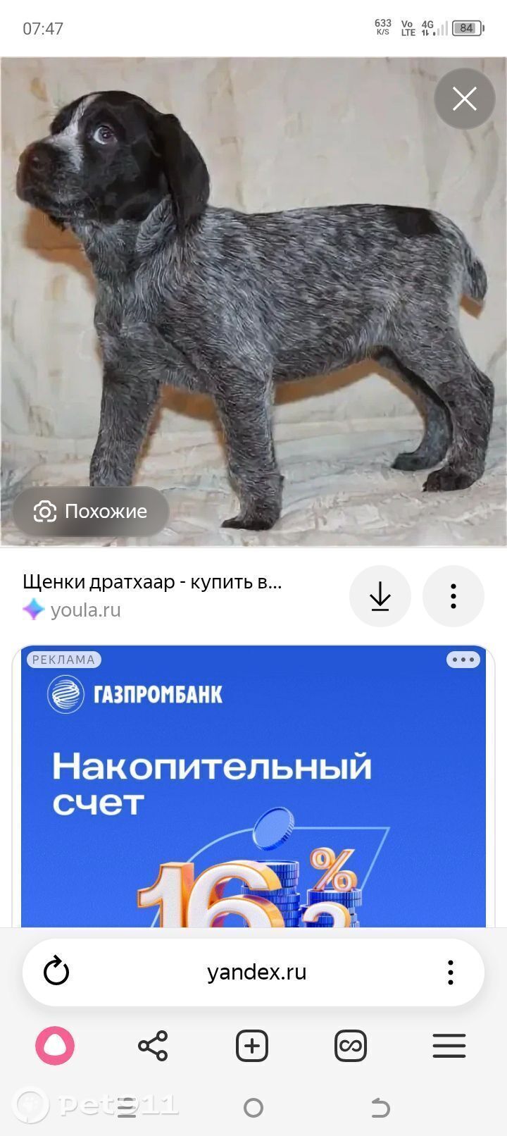 Пропала собака в Липецке — фото объявления