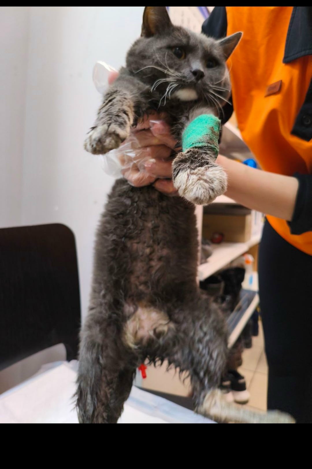 Пропала кошка в Липецке — фото объявления