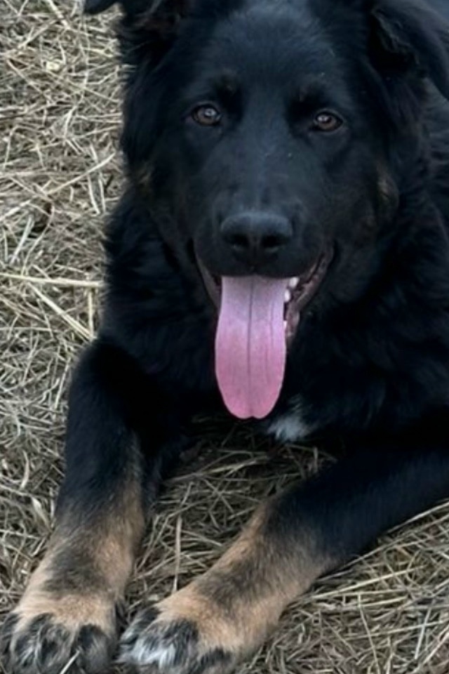 Найдена собака в Липецке — фото объявления