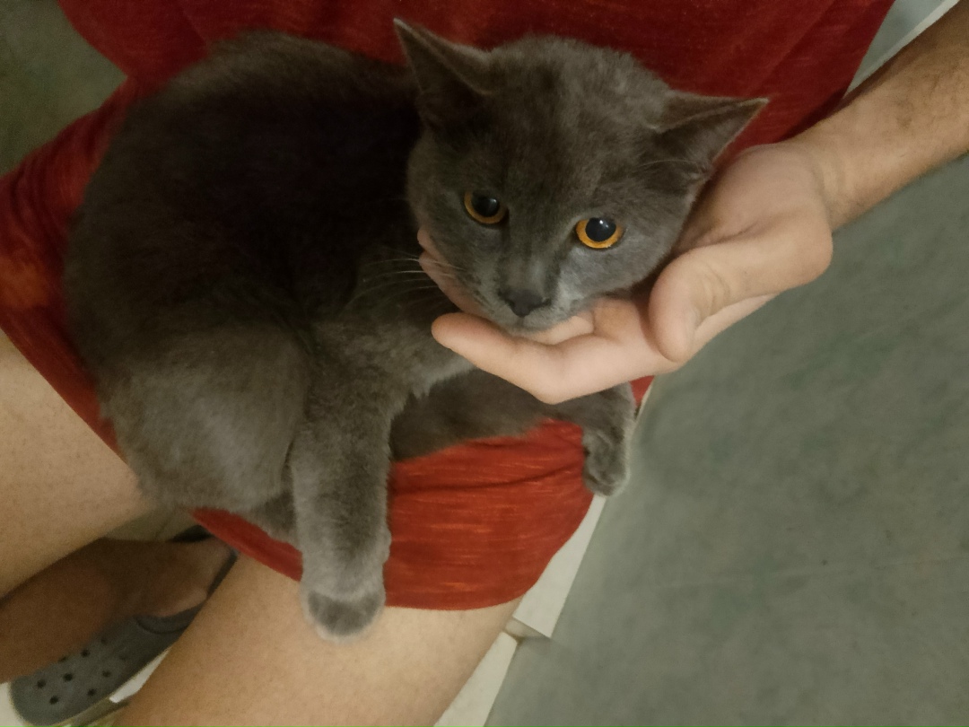 Найдена кошка в Липецке — фото объявления