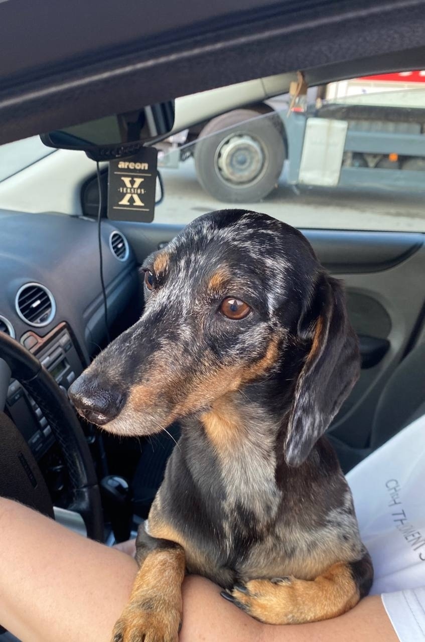 Найдена собака в Липецке — фото объявления