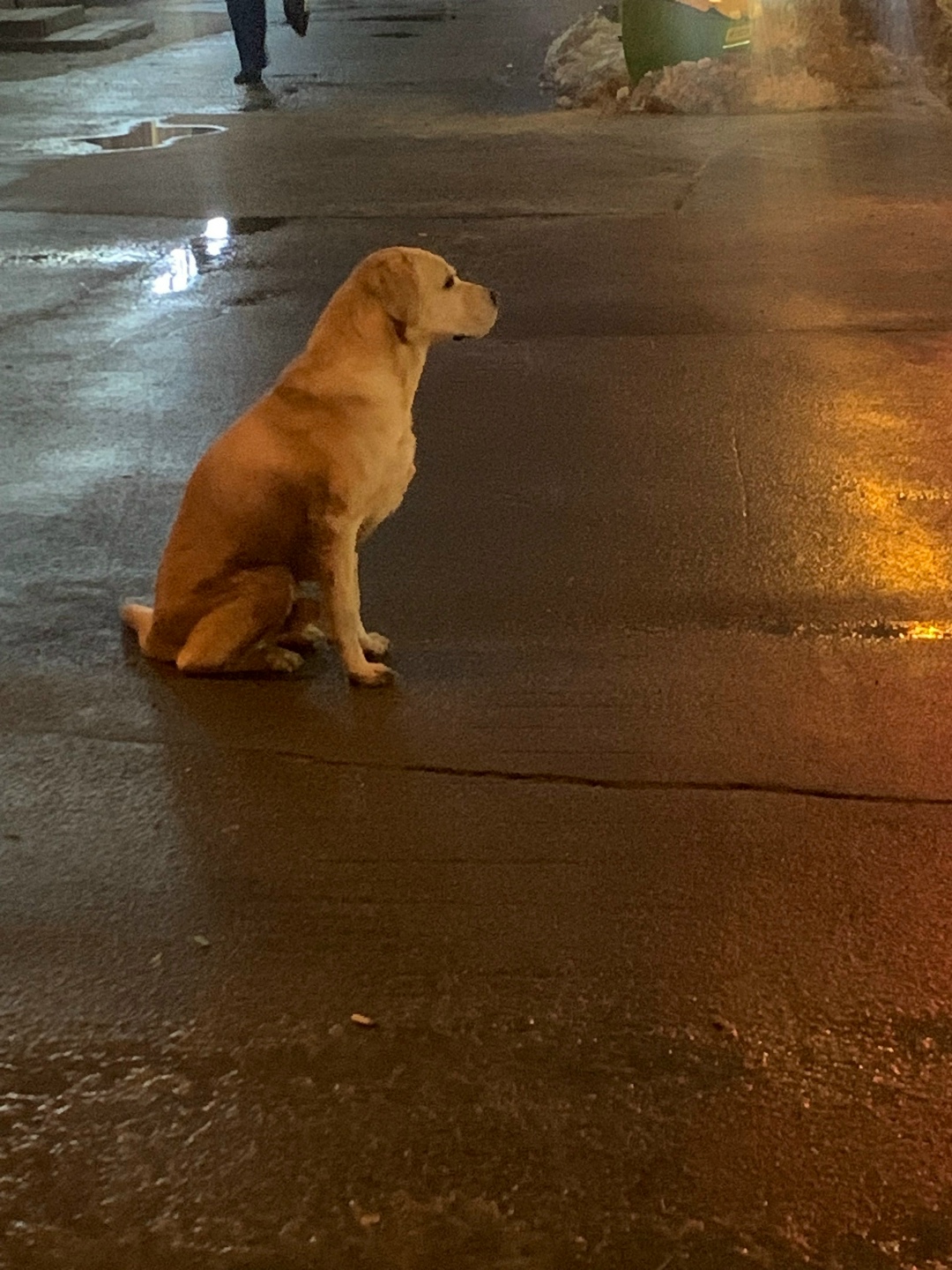 Пропала собака в Липецке — фото объявления